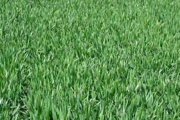 什么是小麦拔节期，节间露出地面1.5-2.0cm时称为拔节