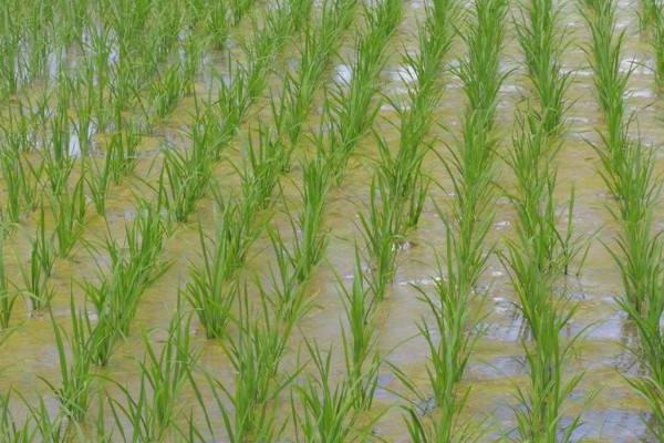 松粳71水稻品种简介，该品种主茎12片叶