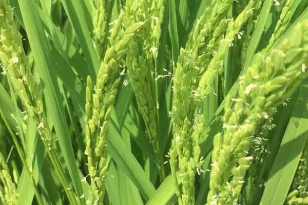 松粳71水稻品种简介，该品种主茎12片叶