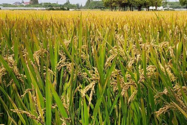 唯农207水稻品种简介，糯稻品种