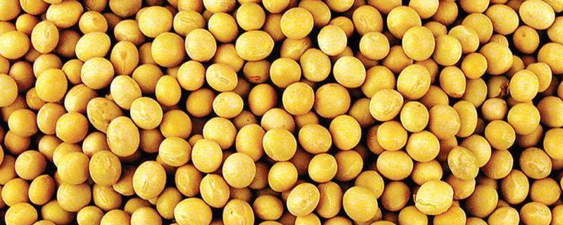 淮豆15大豆种子特点，夏大豆品种