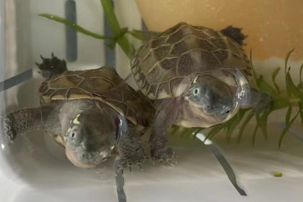 饲养巴西龟要用什么水，使用经过暴晒的自来水即可