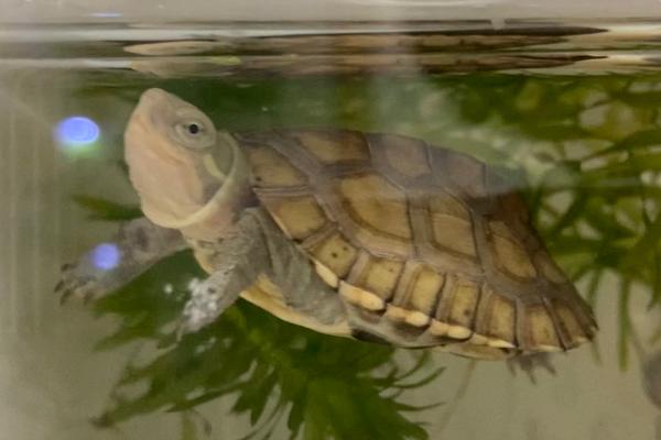 饲养巴西龟要用什么水，使用经过暴晒的自来水即可