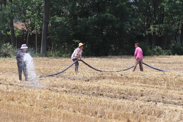 秋小麦高产播种方法，可经过拌种包衣、深翻施肥后再播种