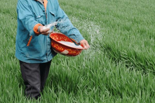 秋小麦高产播种方法，可经过拌种包衣、深翻施肥后再播种
