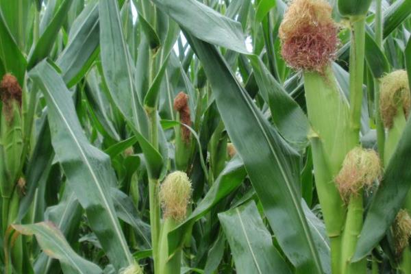 利合928玉米种子特征特性，及时防治虫害