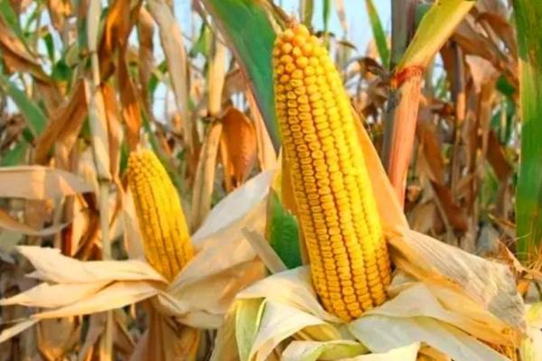 利合928玉米种子特征特性，及时防治虫害