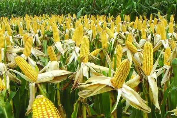 现代965玉米种子特征特性，中等肥力以上地块种植