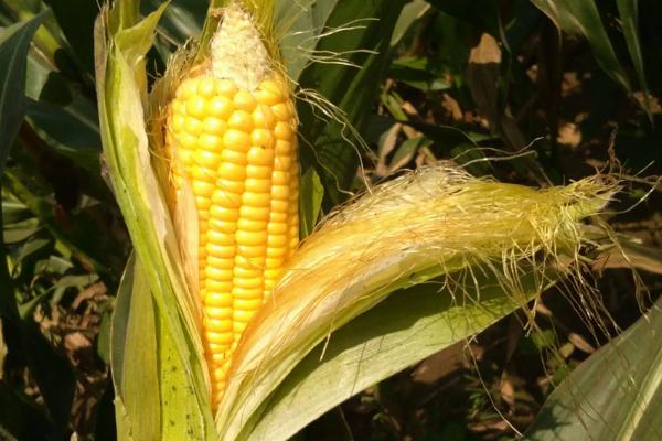 新单61玉米种子介绍，中等肥力以上地块栽培