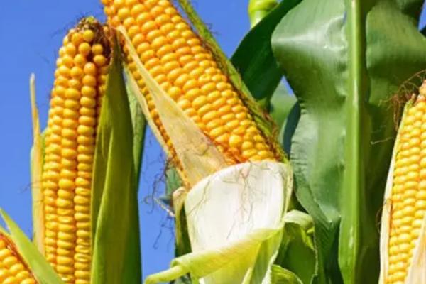 新三特8号玉米品种简介，4月中旬至5月上旬播种