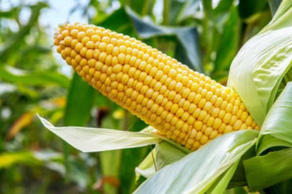 领丰1227玉米种子特点，大喇叭口期应注意防治玉米螟