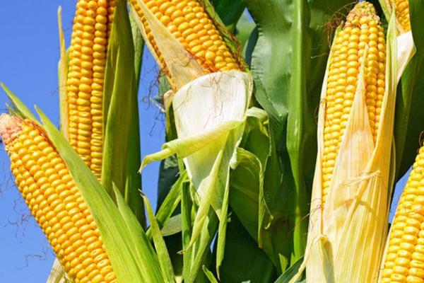 联达808玉米品种简介，4月下旬至5月中旬播种