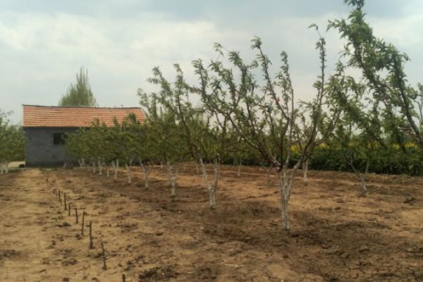 果树的种植距离，根据果树品种及立地条件决定