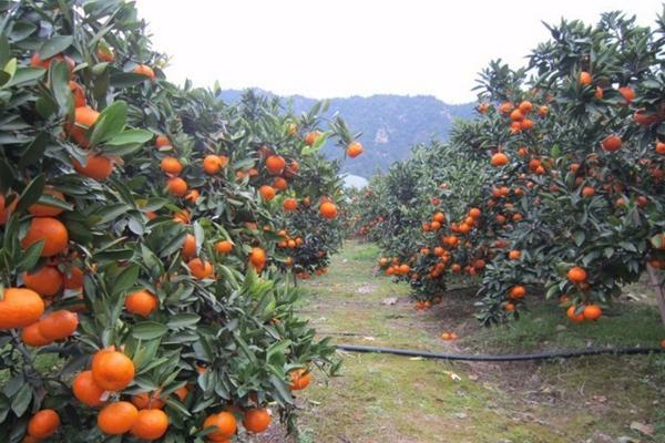 果树的种植距离，根据果树品种及立地条件决定