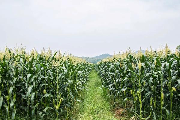 傣玉糯1号玉米品种简介，高抗纹枯病