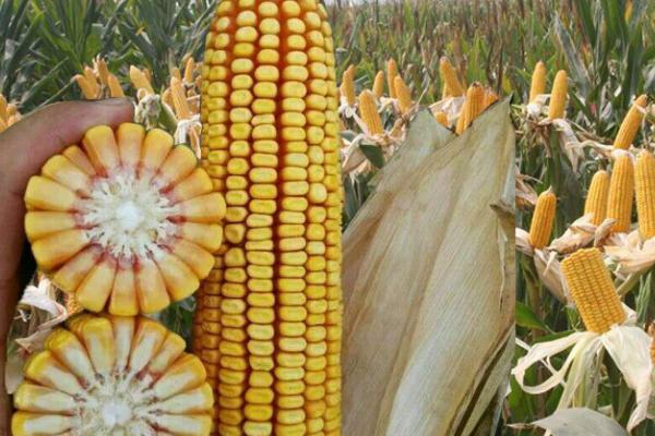 国丰玉707玉米种子特点，属中杆大穗型品种