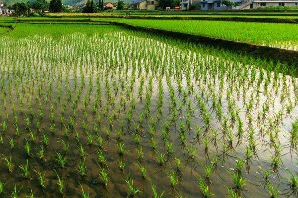 云两优9803水稻种子简介，中抗纹枯病(5级)