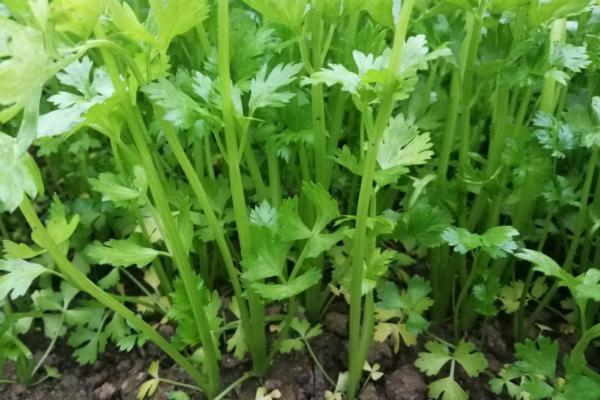 霜降前后适合种哪些蔬菜，可种植香菜、芹菜、白菜、菠菜等品种