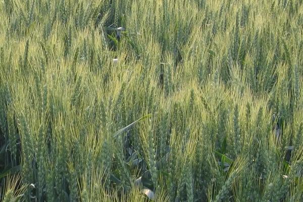 烟农1212小麦种子特征特性，全生育期223.7天