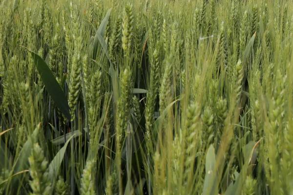安麦1350小麦品种简介，适宜播期10月上中旬