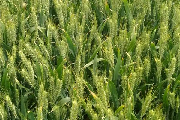 菏麦30小麦品种的特性，中抗白粉病