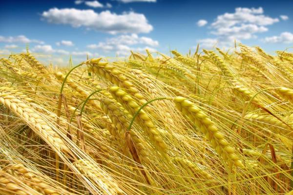 安麦1350小麦品种简介，适宜播期10月上中旬