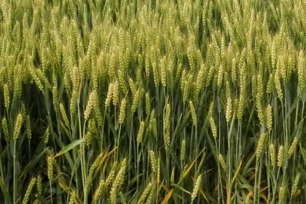 石麦31小麦品种简介，适宜播期10月上中旬
