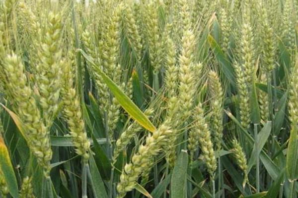 中麦6032小麦品种的特性，适宜播期10月上中旬