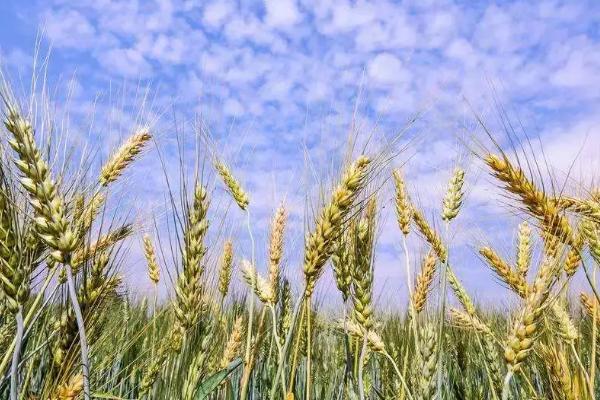 中麦6032小麦品种的特性，适宜播期10月上中旬