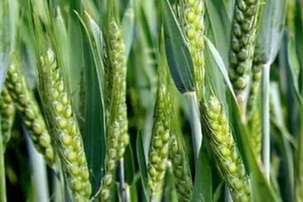 天麦160小麦品种的特性，全生育期221.8天