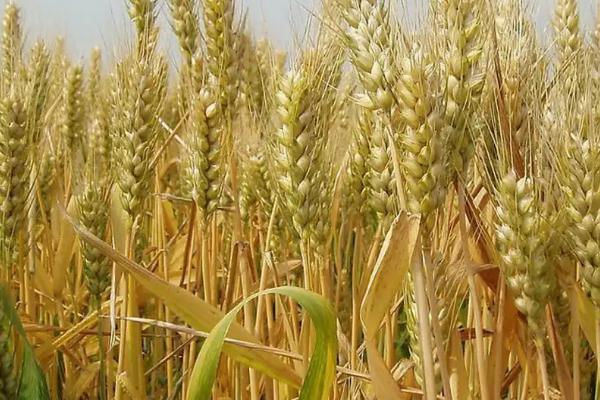 天麦160小麦品种的特性，全生育期221.8天