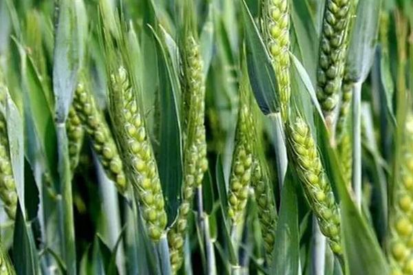石麦31小麦品种简介，适宜播期10月上中旬