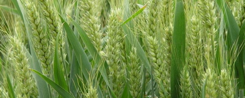 轮选6号小麦种子介绍，适宜播期10月上中旬