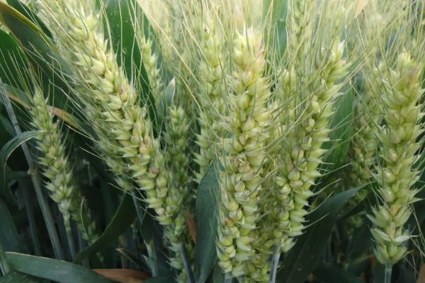 宝亮5号小麦种子简介，适宜播期10月上中旬