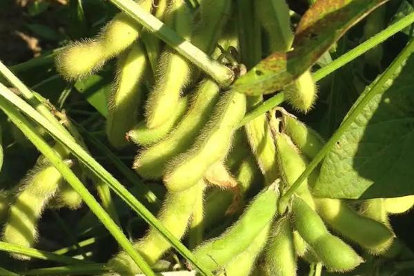 星农12号大豆种简介，5月上旬至中旬播种