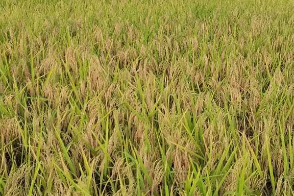两优5311水稻种子简介，大田每亩用种量1－5千克