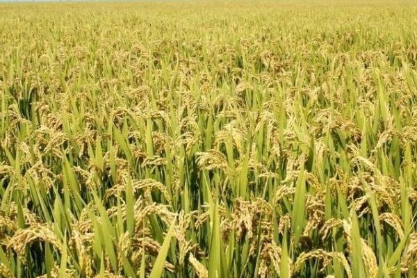 两优5311水稻种子简介，大田每亩用种量1－5千克