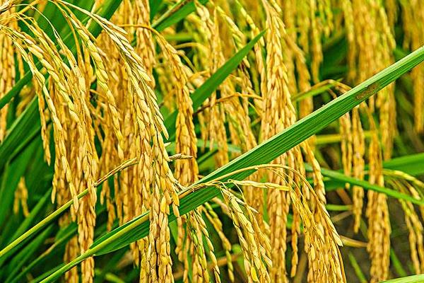 深两优19水稻种简介，每亩有效穗数15.4万穗