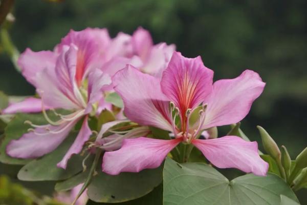 紫荆花的施肥方法，早春、夏季、秋后各施一次腐熟的有机肥