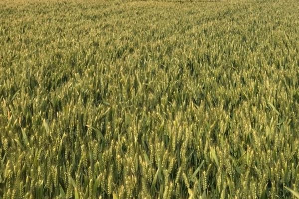 石农707小麦种子特征特性，中抗叶锈病