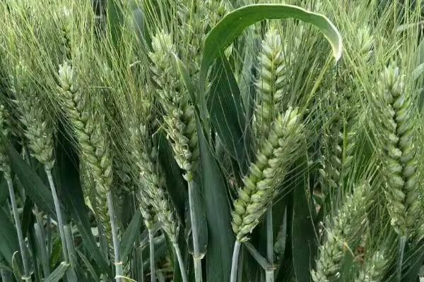 金瑞118小麦种子特征特性，足墒播种