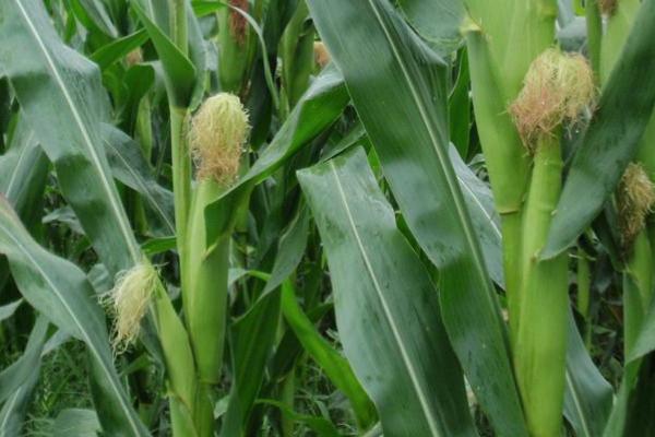 JKY305玉米种子特征特性，注意防治玉米螟等虫害