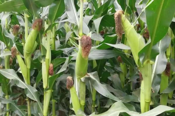 赛博171玉米品种简介，适宜播期4月下旬至5月上旬