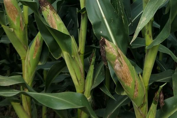 JKY305玉米种子特征特性，注意防治玉米螟等虫害