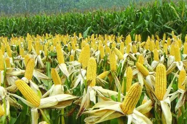 赛博171玉米品种简介，适宜播期4月下旬至5月上旬