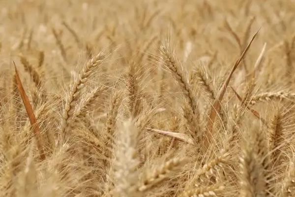 云麦766小麦种子特征特性，中抗条锈病