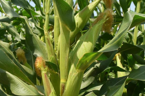 道育3号玉米品种的特性，注意及时防治病虫害