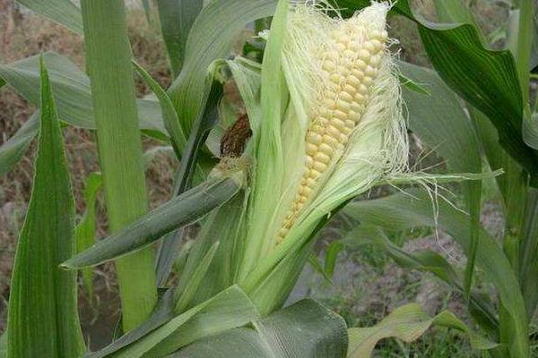 棒博士R85玉米种简介，注意防治玉米螟等害虫