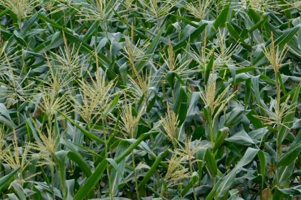 赵禾866玉米品种的特性，应选择中等以上肥力地块种植