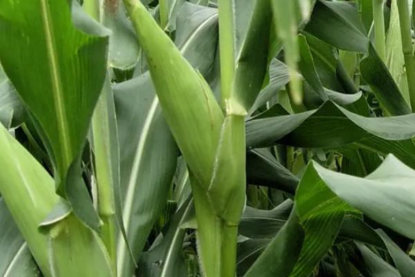 秋润168玉米种子特征特性，适宜播种期6月上旬～6月中旬